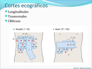 Cortes ecográficos
Longitudinales
Transversales
Oblicuos
Dario A. Adames Acosta
 