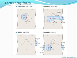 Cortes ecográficos
Dario A. Adames Acosta
 