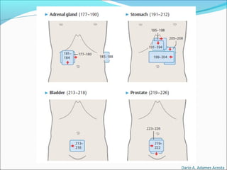 Dario A. Adames Acosta
 