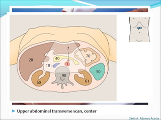 Dario A. Adames Acosta
 