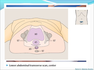 Dario A. Adames Acosta
 
