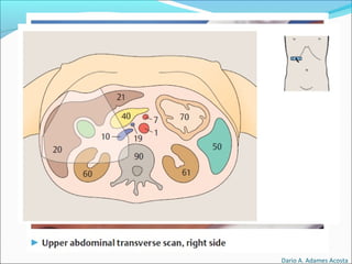 Dario A. Adames Acosta
 