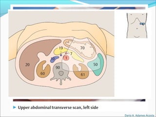 Dario A. Adames Acosta
 