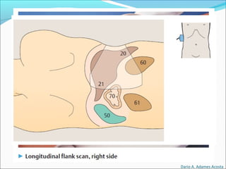 Dario A. Adames Acosta
 