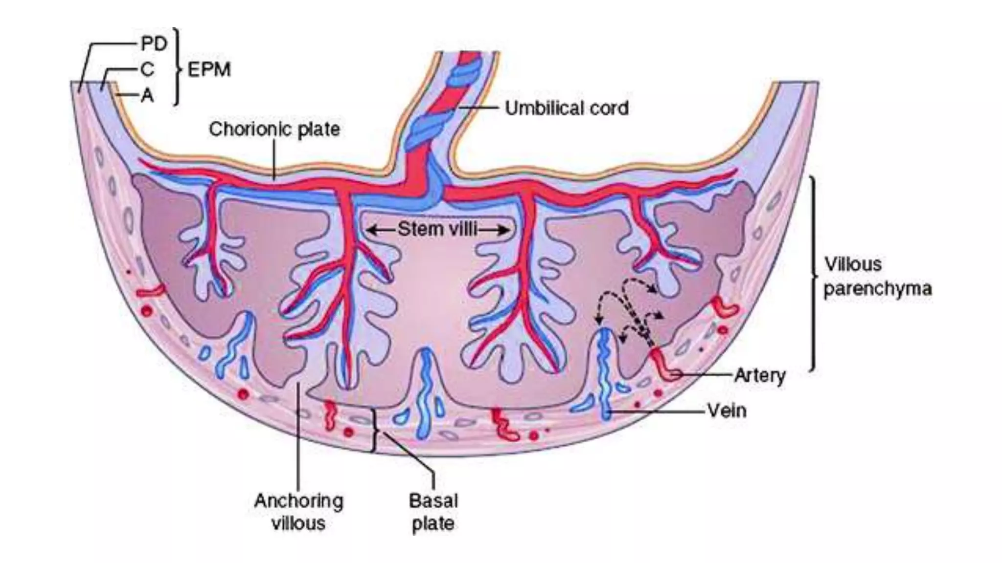 Sonographic Evaluation of Placenta.pptx