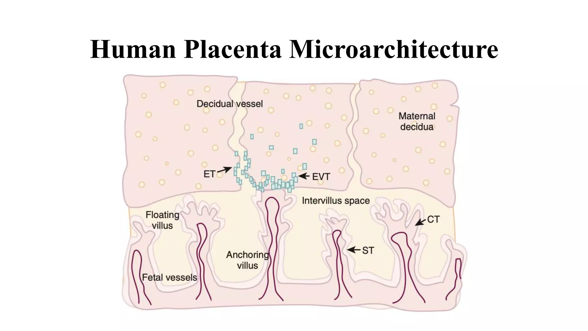 Sonographic Evaluation of Placenta.pptx