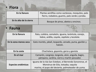 • Flora
         En la llanura               Plantas xerófilas como cactáceas, mezquites, palo
                                       fierro, rodadora, guamis, palo verde y joroba.
     En lo alto de la sierra
                                             Bosque de pinos, abetos y encinos.

• Fauna
     En la llanura               Rata, culebra, camaleón, iguana, tarántula, conejo,
                                     liebre, ardilla, coyote, zopilote y tecolote.

 En la zona menos seca         Gato montés, jabalí, leopardo, venado, puma, gavilán y
                                                       halcón.

      En la costa                      Chachalaca, gayareta, garza y gaviota
       En el mar                 Camarón, cangrejo, langosta, atún, anguila, bagre,
                                   pámpano, sardina, sierra y martín pescador.
                           Iguana de la Isla San Esteban, el Berrendo Sonorense, el
  Especies endémicas                 Monstruo de Gila, totoaba, vaquita
                             marina, el pupo del desierto, palmoteador de yuma.
 