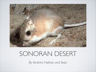 SONORAN DESERT
By Ibrahim, Nathan and Sean
 