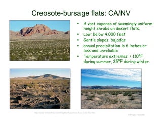 Creosote-bursage flats: CA/NV
 A vast expanse of seemingly uniform-
height shrubs on desert flats.
 Low: below 4,000 feet
 Gentle slopes, bajadas
 annual precipitation is 6 inches or
less and unreliable
 Temperature extremes: > 110ºF
during summer, 25ºF during winter.
© Project SOUND
http://www.birdandhike.com/Veg/HabType/Creo-Bur/_Creo-Bur.htm
 