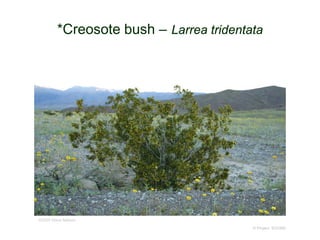 © Project SOUND
*Creosote bush – Larrea tridentata
©2005 Steve Matson
 