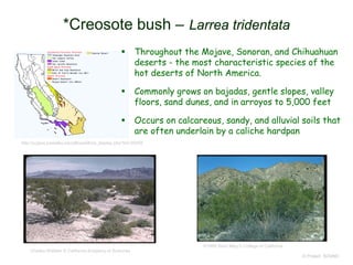 © Project SOUND
*Creosote bush – Larrea tridentata
http://ucjeps.berkeley.edu/eflora/eflora_display.php?tid=30255
Charles Webber © California Academy of Sciences
©1995 Saint Mary's College of California
 Throughout the Mojave, Sonoran, and Chihuahuan
deserts - the most characteristic species of the
hot deserts of North America.
 Commonly grows on bajadas, gentle slopes, valley
floors, sand dunes, and in arroyos to 5,000 feet
 Occurs on calcareous, sandy, and alluvial soils that
are often underlain by a caliche hardpan
 