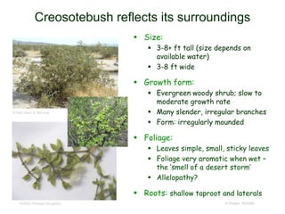 © Project SOUND
Creosotebush reflects its surroundings
 Size:
 3-8+ ft tall (size depends on
available water)
 3-8 ft wide
 Growth form:
 Evergreen woody shrub; slow to
moderate growth rate
 Many slender, irregular branches
 Form: irregularly mounded
 Foliage:
 Leaves simple, small, sticky leaves
 Foliage very aromatic when wet –
the ‘smell of a desert storm’
 Allelopathy?
 Roots: shallow taproot and laterals
©1992 Gary A. Monroe
©2008 Thomas Stoughton
 