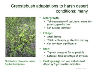 Creostebush adaptations to harsh desert
conditions: many
 Size/growth:
 Take advantage of cool, moist years for
growth, germination
 Can be near-dormant
 Foliage:
 Small leaves
 Thick, with waxy, protective coating
 Can dry down significantly
 Root:
 Taproot can go as far as possible
 Laterals; take advantage of any rain
 Plant spacing: root and leaf-derived
allopathy & germination inhibition
© Project SOUND
Not the first choice for insect
& other herbivores
 