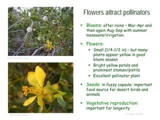 © Project SOUND
Flowers attract pollinators
 Blooms: after rains – Mar-Apr and
then again Aug-Sep with summer
monsoons/irrigation.
 Flowers:
 Small (1/4-1/2 in) – but many;
plants appear yellow in good
bloom season
 Bright yellow petals and
prominent stamen/pistils
 Excellent pollinator plant
 Seeds: in fuzzy capsule; important
food source for desert birds and
animals
 Vegetative reproduction:
important for longevity
©2002 Charles E. Jones
©2005 Steve Matson
 