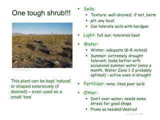 © Project SOUND
One tough shrub!!!
 Soils:
 Texture: well-drained; if not, berm
 pH: any local
 Can tolerate soils with hardpan
 Light: full sun; tolerates heat
 Water:
 Winter: adequate (6-8 inches)
 Summer: extremely drought
tolerant; looks better with
occasional summer water (once a
month; Water Zone 1-2 probably
optimal) – active even in drought
 Fertilizer: none; likes poor soils
 Other:
 Don’t over-water; needs some
stress for good shape
 Prune as needed/desired
©2008 Neal Kramer
This plant can be kept ‘natural’
or shaped extensively (if
desired) – even used as a
small ‘tree’
 