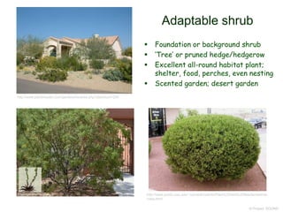 © Project SOUND
Adaptable shrub
 Foundation or background shrub
 ‘Tree’ or pruned hedge/hedgerow
 Excellent all-round habitat plant;
shelter, food, perches, even nesting
 Scented garden; desert garden
http://www.public.asu.edu/~camartin/plants/Plant%20html%20files/larreatride
ntata.html
http://www.plantmaster.com/gardens/reverse.php?plantnum=254
 
