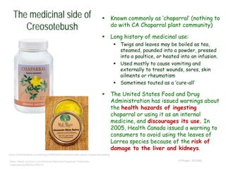 The medicinal side of
Creosotebush
 Known commonly as ‘chaparral’ (nothing to
do with CA Chaparral plant community)
 Long history of medicinal use:
 Twigs and leaves may be boiled as tea,
steamed, pounded into a powder, pressed
into a poultice, or heated into an infusion.
 Used mostly to cause vomiting and
externally to treat wounds, sores, skin
ailments or rheumatism
 Sometimes touted as a ‘cure-all’
 The United States Food and Drug
Administration has issued warnings about
the health hazards of ingesting
chaparral or using it as an internal
medicine, and discourages its use. In
2005, Health Canada issued a warning to
consumers to avoid using the leaves of
Larrea species because of the risk of
damage to the liver and kidneys.
© Project SOUNDhttps://www.amazon.com/Arizona-Natural-Chaparral-Tridentata-
Capsules/dp/B0001OP4JC
https://thebalmlady.com/listing/248553903/creosote-skin-salve-chaparral-healing
 