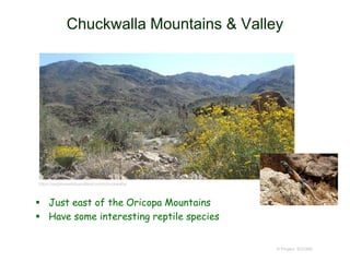 Chuckwalla Mountains & Valley
 Just east of the Oricopa Mountains
 Have some interesting reptile species
© Project SOUND
https://eagleviewlotsandland.com/chuckwalla/
 
