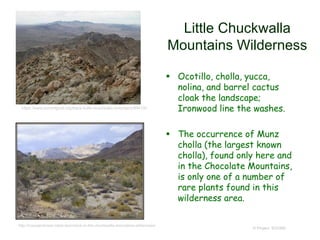 Little Chuckwalla
Mountains Wilderness
 Ocotillo, cholla, yucca,
nolina, and barrel cactus
cloak the landscape;
Ironwood line the washes.
 The occurrence of Munz
cholla (the largest known
cholla), found only here and
in the Chocolate Mountains,
is only one of a number of
rare plants found in this
wilderness area.
© Project SOUND
http://rvsueandcrew.net/a-boondock-in-the-chuckwalla-mountains-wilderness/
https://www.summitpost.org/black-butte-chuckwalla-mountains/994130
 