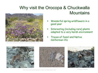 Why visit the Orocopa & Chuckwalla
Mountains
 Wonderful spring wildflowers in a
good year
 Interesting (including rare) plants
adapted to a very harsh environment
 Traces of fossil and Native
Californian life
© Project SOUND
http://www.basinandrangewatch.org/ChuckwallaValley1.html
http://www.basinandrangewatch.org/ChuckwallaValley1.html
 