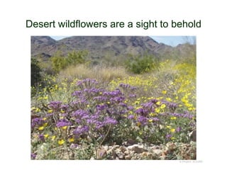 Desert wildflowers are a sight to behold
© Project SOUND
 