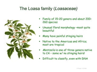 The Loasa family (Loasaceae)
 Family of 15–20 genera and about 200–
260 species
 Unusual floral morphology –most quite
beautiful
 Many have painful stinging hairs
 Native to the Americas and Africa;
most are tropical
 Mentzelia is one of three genera native
to CA – some w/ no stinging hairs!
 Difficult to classify, even with DNA
© Project SOUND
 