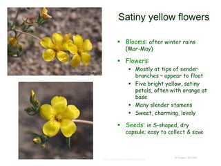 © Project SOUND
Satiny yellow flowers
 Blooms: after winter rains
(Mar-May)
 Flowers:
 Mostly at tips of sender
branches – appear to float
 Five bright yellow, satiny
petals, often with orange at
base
 Many slender stamens
 Sweet, charming, lovely
 Seeds: in S-shaped, dry
capsule; easy to collect & save
http://www.answers.com/topic/dudleya
 