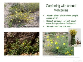 © Project SOUND
Gardening with annual
Mentzelias
 Accent plant; place where people
can enjoy it
 Desert gardens – or just about
any other garden with flowers
 As an attractive pot plant
http://swbiodiversity.org/seinet/taxa/index.php?taxon=2514
https://alchetron.com/Mentzelia
https://www.pinterest.com/pin/719450109193192347/
 