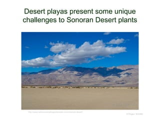 Desert playas present some unique
challenges to Sonoran Desert plants
© Project SOUND
http://www.rediscoveringthegoldenstate.com/colorado-desert/
 