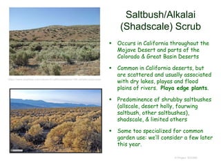 Saltbush/Alkalai
(Shadscale) Scrub
 Occurs in California throughout the
Mojave Desert and parts of the
Colorado & Great Basin Deserts
 Common in California deserts, but
are scattered and usually associated
with dry lakes, playas and flood
plains of rivers. Playa edge plants.
 Predominence of shrubby saltbushes
(allscale, desert holly, fourwing
saltbush, other saltbushes),
shadscale, & limited others
 Some too specialized for common
garden use: we’ll consider a few later
this year.
© Project SOUND
https://www.laspilitas.com/nature-of-california/plants/108--atriplex-polycarpa
 