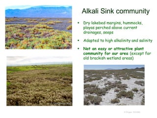 Alkali Sink community
 Dry lakebed margins, hummocks,
playas perched above current
drainages, seeps
 Adapted to high alkalinity and salinity
 Not an easy or attractive plant
community for our area (except for
old brackish wetland areas)
© Project SOUND
 