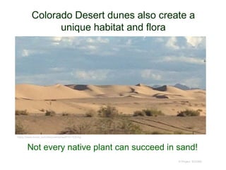 Colorado Desert dunes also create a
unique habitat and flora
© Project SOUND
Not every native plant can succeed in sand!
https://www.trover.com/discoveries/wall?d=1CEmg
 