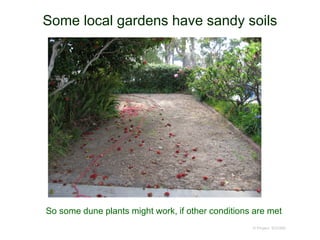 Some local gardens have sandy soils
© Project SOUND
So some dune plants might work, if other conditions are met
 