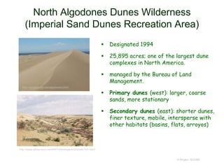 North Algodones Dunes Wilderness
(Imperial Sand Dunes Recreation Area)
 Designated 1994
 25,895 acres; one of the largest dune
complexes in North America.
 managed by the Bureau of Land
Management.
 Primary dunes (west): larger, coarse
sands, more stationary
 Secondary dunes (east): shorter dunes,
finer texture, mobile, intersperse with
other habitats (basins, flats, arroyos)
© Project SOUND
http://www.wilderness.net/NWPS/enlargeAndDetails?id=3401
http://sand.xboltz.net/algodones.html
 