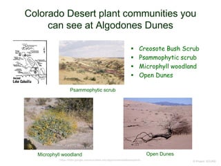 Colorado Desert plant communities you
can see at Algodones Dunes
 Creosote Bush Scrub
 Psammophytic scrub
 Microphyll woodland
 Open Dunes
© Project SOUND
Microphyll woodland Open Dunes
https://sites.google.com/a/ucdavis.edu/algodones/database/plants
Psammophytic scrub
 
