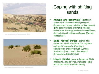 Coping with shifting
sands
 Annuals and perennials: settle in
areas with less movement (arroyos,
depressions, areas outside active dunes)
[pink sand verbena (Abronia villosa),
white dune evening-primrose (Oenothera
deltoides) and yellow sunflower (Geraea
canescens)]
 Deep-rooted shrubs anchor the
dunes and create habitat for reptiles
and birds [mesquite (Prosopis
glandulosa), creosote bush (Larrea
tridentata) and desert buckwheat
(Eriogonum deserticola)]
 Larger shrubs grow in basins or flats
[mesquite, smoke tree, ironwood, palo
verde and desert willow trees]
© Project SOUND
https://en.wikipedia.org/wiki/Algodones_Dunes
https://www.desertusa.com/OHV/du_algodones.html
 