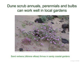 Dune scrub annuals, perennials and bulbs
can work well in local gardens
© Project SOUND
https://www.laspilitas.com/nature-of-california/plants/6--abronia-villosa-villosa
Sand verbena (Abrona villosa) thrives in sandy coastal gardens
 