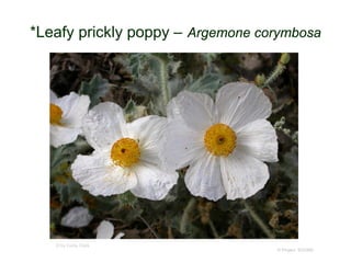 © Project SOUND
*Leafy prickly poppy – Argemone corymbosa
© by Curtis Clark
 