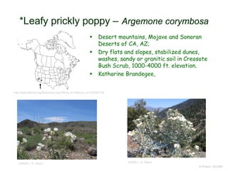  Desert mountains, Mojave and Sonoran
Deserts of CA, AZ;
 Dry flats and slopes, stabilized dunes,
washes, sandy or granitic soil in Creosote
Bush Scrub, 1000-4000 ft. elevation.
 Katharine Brandegee,
© Project SOUND
*Leafy prickly poppy – Argemone corymbosa
©2006 J. G. Riend ©2006 J. G. Riend
http://www.efloras.org/florataxon.aspx?flora_id=1&taxon_id=233500128
 