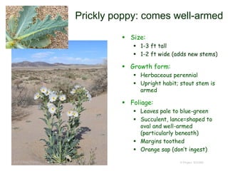 © Project SOUND
Prickly poppy: comes well-armed
 Size:
 1-3 ft tall
 1-2 ft wide (adds new stems)
 Growth form:
 Herbaceous perennial
 Upright habit; stout stem is
armed
 Foliage:
 Leaves pale to blue-green
 Succulent, lance=shaped to
oval and well-armed
(particularly beneath)
 Margins toothed
 Orange sap (don’t ingest)
©2014 Neal Kramer
 
