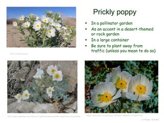 © Project SOUND
Prickly poppy
 In a pollinator garden
 As an accent in a desert-themed
or rock garden
 In a large container
 Be sure to plant away from
traffic (unless you mean to do so)
©2014 Neal Kramer
http://www.laspilitas.com/nature-of-california/plants/3446--argemone-corymbosa https://www.flickr.com/photos/128459319@N04/17156276159
 