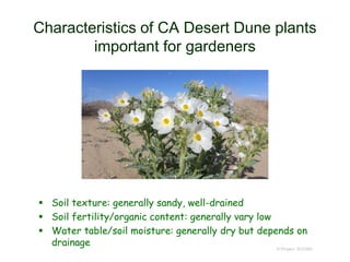 Characteristics of CA Desert Dune plants
important for gardeners
 Soil texture: generally sandy, well-drained
 Soil fertility/organic content: generally vary low
 Water table/soil moisture: generally dry but depends on
drainage
© Project SOUND
 