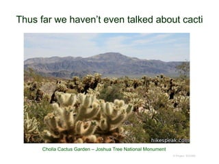 Thus far we haven’t even talked about cacti
© Project SOUND
Cholla Cactus Garden – Joshua Tree National Monument
 