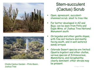 Stem-succulent
(Cactus) Scrub
 Open, spinescent, succulent-
stemmed scrub; small to tree-like
 Far better developed in AZ and
Baja; can be seen from Pinto and
Eagle Mtns. of Joshua Tree National
Monument south
 On bajadas and other gentle slopes,
with fine soil texture and mostly
facing south, and in well-watered
sandy arroyos
 Colorado Desert species are limited:
Opuntia bigelovii and other chollas,
various species of Echinocereus,
Mammillaria, and Coryphantha
clearly dominant; other shrubs may
be present.
© Project SOUND
https://modernhiker.com/hike/blue-angels-peak/
Cholla Cactus Garden - Pinto Basin,
Joshua Tree
 