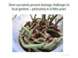 Stem-succulents present drainage challenges in
local gardens – particularly in el Niño years
© Project SOUND
 