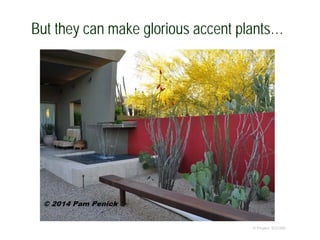 But they can make glorious accent plants…
© Project SOUND
 