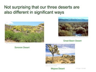 Not surprising that our three deserts are
also different in significant ways
© Project SOUND
Sonoran Desert
http://geography5ecosystem.blogspot.com/
Great Basin Desert
http://archive.bio.ed.ac.uk/jdeacon/desbiome/basin.htm
Mojave Desert
https://www.beautifulworld.com/north-america/united-
states/mojave-desert/
 