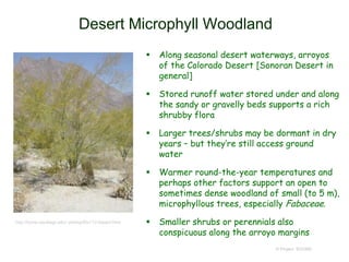 Desert Microphyll Woodland
 Along seasonal desert waterways, arroyos
of the Colorado Desert [Sonoran Desert in
general]
 Stored runoff water stored under and along
the sandy or gravelly beds supports a rich
shrubby flora
 Larger trees/shrubs may be dormant in dry
years – but they’re still access ground
water
 Warmer round-the-year temperatures and
perhaps other factors support an open to
sometimes dense woodland of small (to 5 m),
microphyllous trees, especially Fabaceae.
 Smaller shrubs or perennials also
conspicuous along the arroyo margins
© Project SOUND
http://home.sandiego.edu/~pkemp/Bio112-Desert.html
 