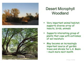 Desert Microphyll
Woodland
 Very important animal habitat;
supports diverse array of
insects, birds, animals
 Supports interesting group of
plants that cope with extremes
of soil moisture
 May become an increasingly
important source of garden
trees and shrubs for L.A. Basin
– much more next month
© Project SOUND
http://www.basinandrangewatch.org/Blythe-Sep.html
 