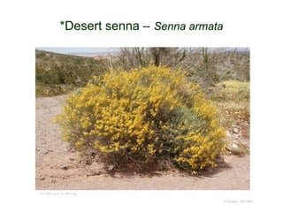 © Project SOUND
*Desert senna – Senna armata
©1992 Gary A. Monroe
 